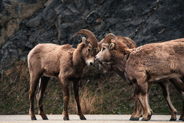 Big Horns on the road
