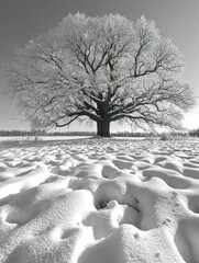 Majestic Winter Oak: A Monochrome Landscape