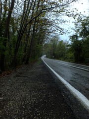 Green tree tunnel in spring