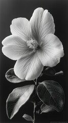 Monochrome Hibiscus: A Study in Light and Shadow