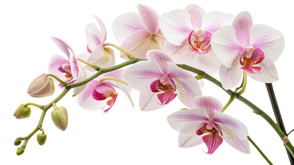 Obraz na płótnie Canvas pink orchid isolated on white background
