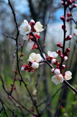Apricot blossom