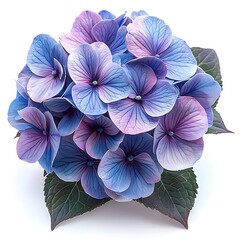 Beautiful multicolor hydrangea bloom cluster high resolution photo