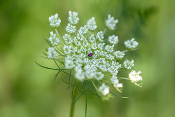 white flower on green background