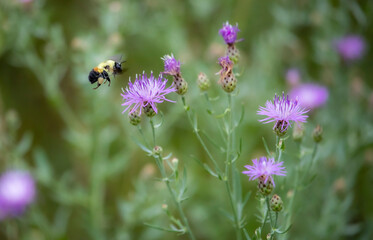 bee on a flower