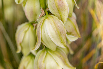 yucca flowers