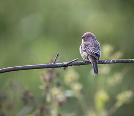 sparrow on a branch