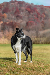 border collie dog