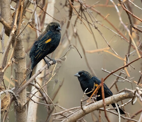 red winged blackbird