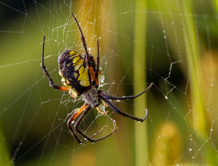 spider on the web