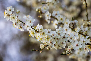 Springtime Bloom – White Blossoms on Tree Branch