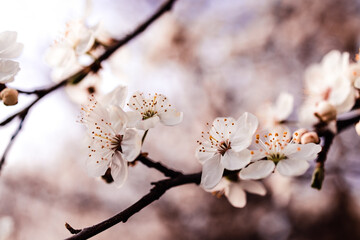 Springtime Bloom – White Blossoms on Tree Branch
