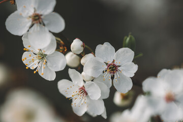 Springtime Bloom – White Blossoms on Tree Branch