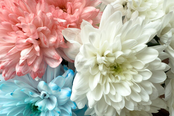Obraz premium Colorful chrysanthemums in soft pastel colors wallpaper