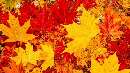 Vibrant autumn leaves in rich red yellow and orange creating a harmonious and artistic arrangement