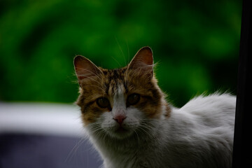 Curious Cat Looking Out in Natural Light
Close-up of a fluffy, curious cat gazing forward with a soft natural green background and moody outdoor lighting.
