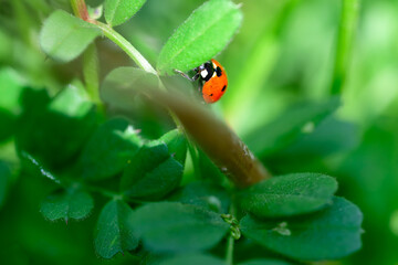 Ladybug Crawling on Green Leaf Close-Up
. Macro shot of a vibrant red ladybug exploring fresh green leaves in a lush, natural outdoor setting on a sunny day.
