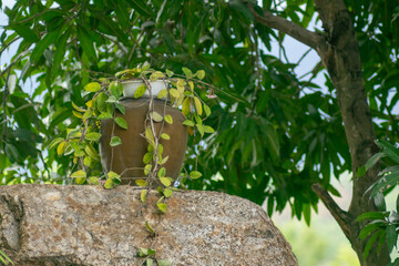 Green Plant in Brown Pot on Stone Surface Surrounded by Leaves