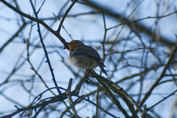 European robin (Erithacus rubecula) sitting on a tree branch in Zurich, Switzerland