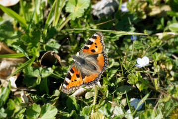 Small tortoiseshell butterfly (Aglais urticae) sitting on a grass field in Zurich, Switzerland