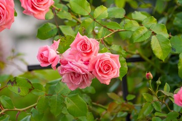 Fresh rose blossoms with lush green leaves
