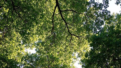 Fototapeta premium Discover the enchanting beauty of a sun kissed forest canopy where intertwining branches create mesmerizing patterns of light and shadow