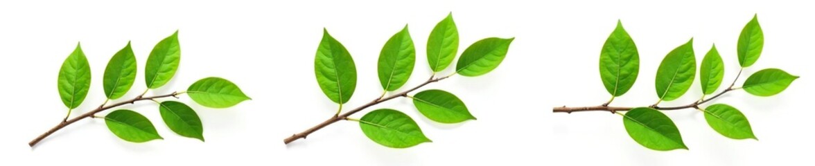 Naklejka premium Three isolated tree branches on white background, isolated, twig, foliage