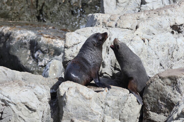 Fototapeta premium Neuseeländischer Seebär / New Zealand fur seal / Arctocephalus forsteri.