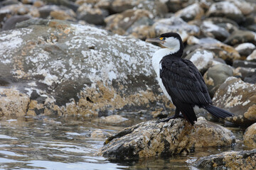 Elsterscharbe / Australian pied cormorant / Phalacrocorax varius