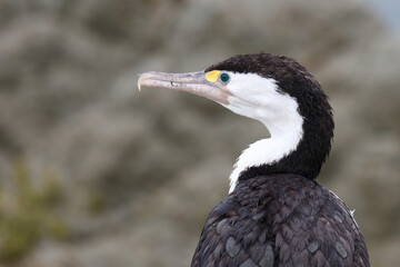 Elsterscharbe / Australian pied cormorant / Phalacrocorax varius