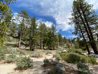 Dog Beach Hike in Tahoe