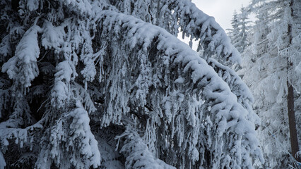 karkonoska zima 2025  © rob