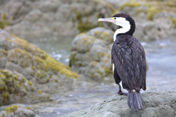 Elsterscharbe / Australian pied cormorant / Phalacrocorax varius