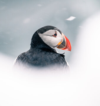 atlantic puffin bird in a snowstorm