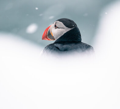 atlantic puffin bird in a snowstorm