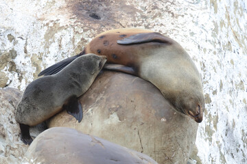 Neuseeländischer Seebär / New Zealand fur seal / Arctocephalus forsteri.