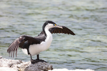 Elsterscharbe / Australian pied cormorant / Phalacrocorax varius
