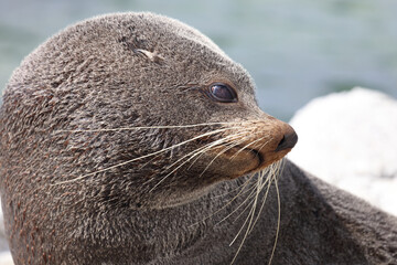 Fototapeta premium Neuseeländischer Seebär / New Zealand fur seal / Arctocephalus forsteri