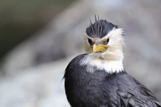 Australische Zwergscharbe oder Kr&auml;uselscharbe / Little pied cormorant or Little shag / Microcarbo melanoleucos