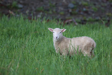 Coopworthschaf / Coopworth sheep / Ovis.