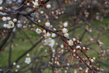 Delicate white cherry blossoms in full bloom, captured in soft natural light. Their gentle petals evoke the fleeting beauty of springtime.