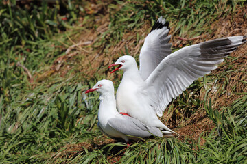 Rotschnabelmöwe / Red-billed gull / Larus scopulinus.