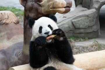 Fototapeta premium Little Panda ,Mang Can Cn aka Mang Xiao Wu