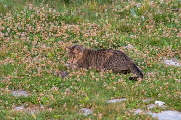 Brown tabby street cat in its natural habitat in Macedonia