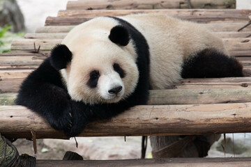 Close up Cute Sleeping Panda, Yu Ai
