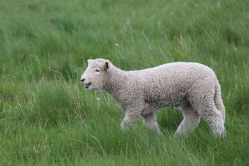 Romneyschaf / Romney sheep / Ovis.