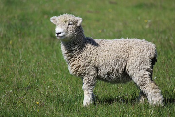 Fototapeta premium Romneyschaf / Romney sheep / Ovis.