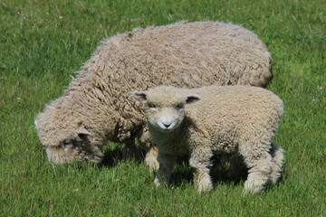 Romneyschaf / Romney sheep / Ovis.