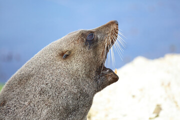 Neuseeländischer Seebär / New Zealand fur seal / Arctocephalus forsteri..