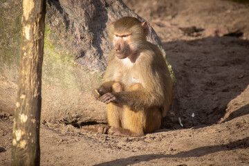 Sitting baboon